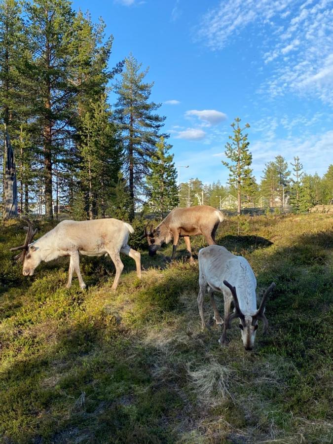 Villa Haukka Saariselka Luaran gambar